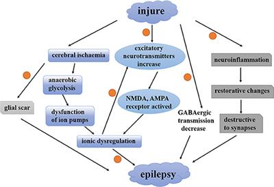 Role of Astrocytes in Post-traumatic Epilepsy